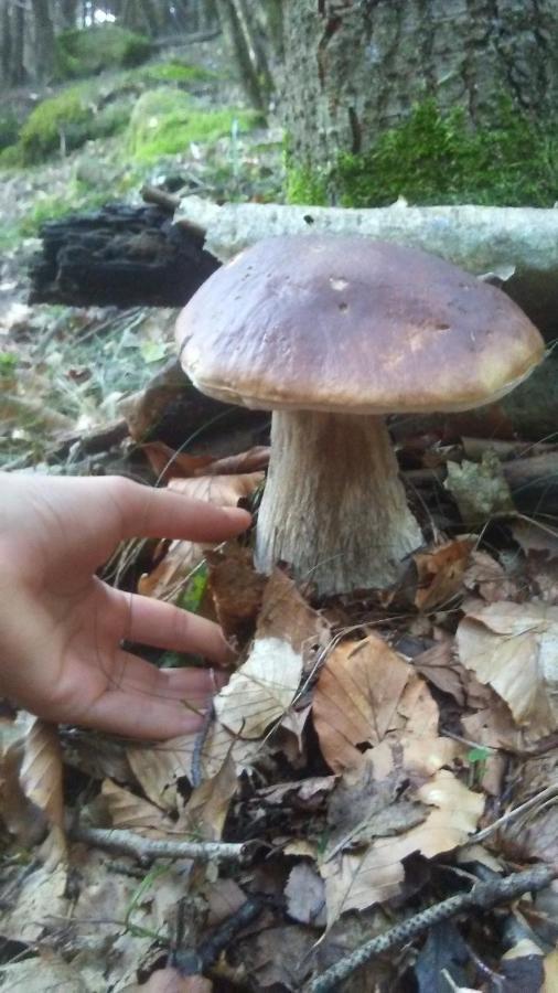 La Stella Delle Alpi Hotell Vico Canavese Eksteriør bilde